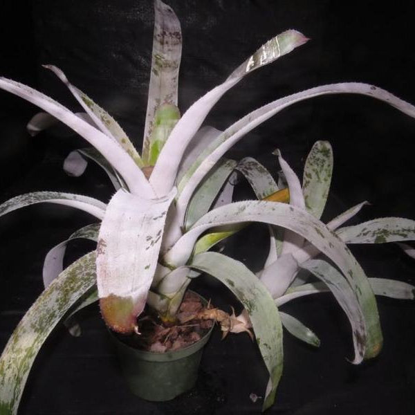 Aechmea chantinii 'Pink Goddess' cv. Silver Bromeliad Paradise