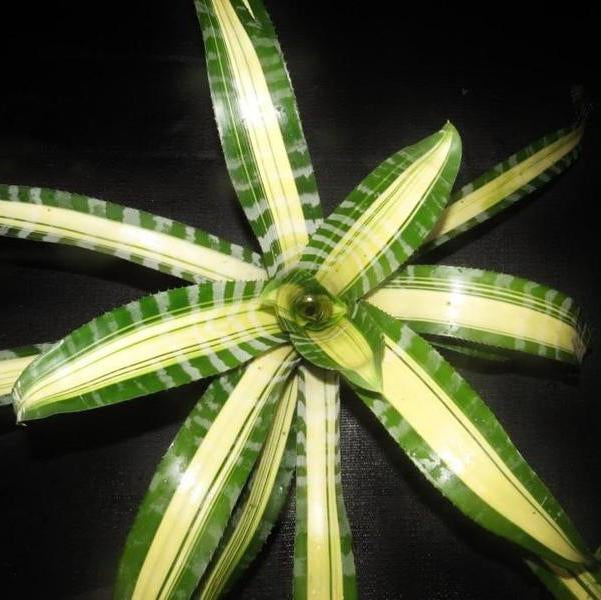 Aechmea chantinii 'Samurai' | Bromeliad Paradise