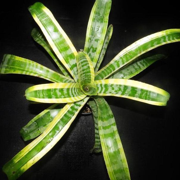 Aechmea chantinii 'Shogun' | Bromeliad Paradise