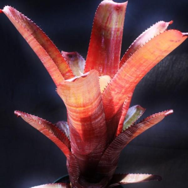 Aechmea Page 2 m - Bromeliad Paradise Aechmea Page 2 m - Bromeliad Paradise