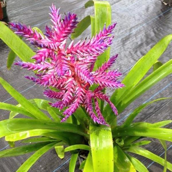 Aechmea 'Del Mar' | Bromeliad Paradise