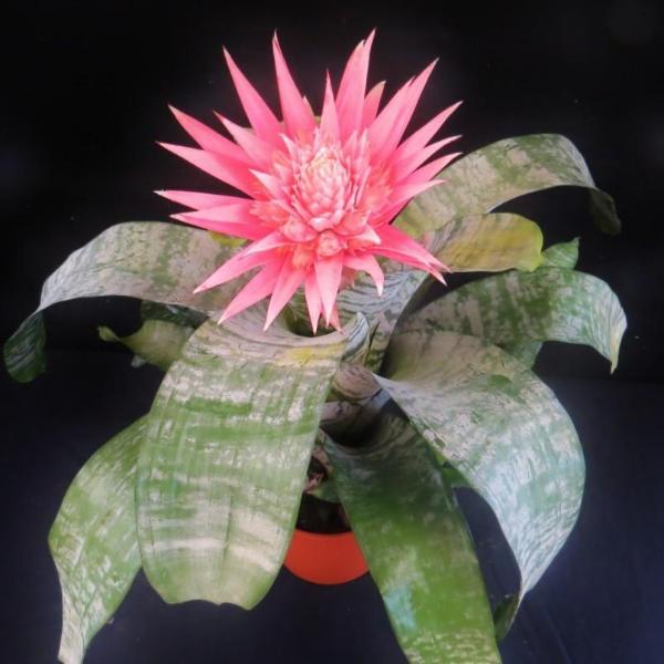 Aechmea fasciata | Bromeliad Paradise