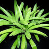 Aechmea fendleri | Bromeliad Paradise