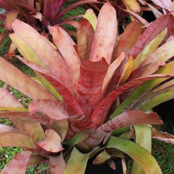 Aechmea 'Flamingo' | Bromeliad Paradise