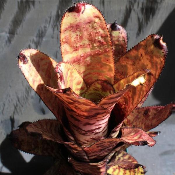 Aechmea fosteriana | Bromeliad Paradise