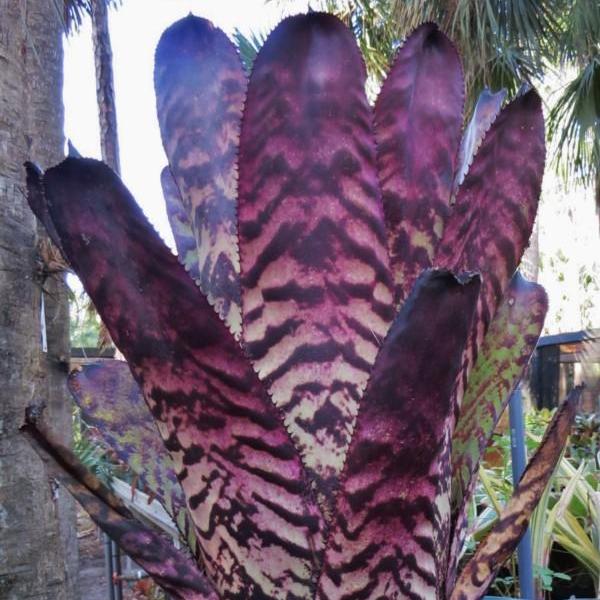 Aechmea fosteriana | Bromeliad Paradise