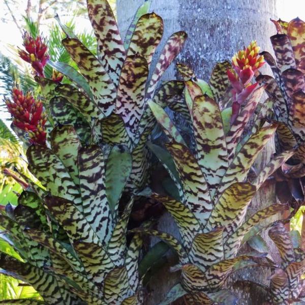 Aechmea fosteriana | Bromeliad Paradise