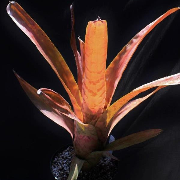 Aechmea fosteriana x gurkeniana
