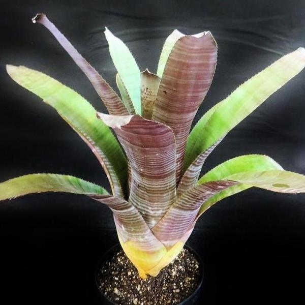 Aechmea 'Frappuccino' | Bromeliad Paradise