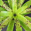Aechmea 'Freckles' | Bromeliad Paradise
