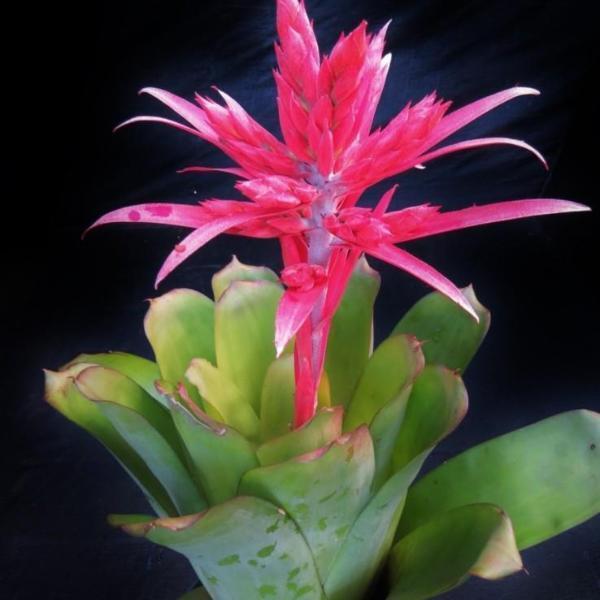 Aechmea 'Fredricke' | Bromeliad Paradise