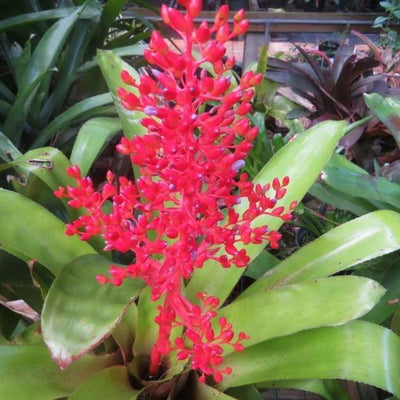 Aechmea fulgens | Bromeliad Paradise