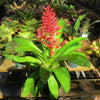 Aechmea fulgens | Bromeliad Paradise