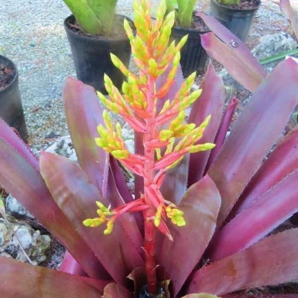 Aechmea 'Hacienda' | Bromeliad Paradise