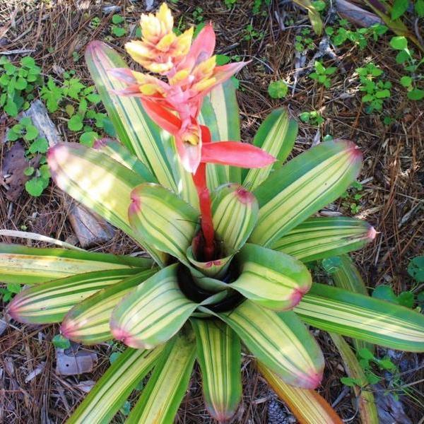 Aechmea Little Have Albo 超超特大