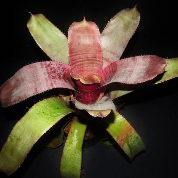 Aechmea 'Helios' | Bromeliad Paradise