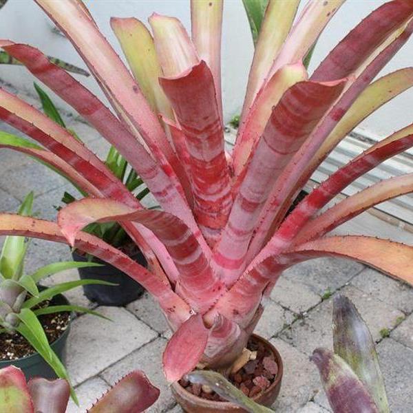 Aechmea 'JC Superstar' | Bromeliad Paradise