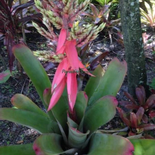 Aechmea Little Have Albo 超超特大 Aechmea Little Have Albo 超超特大