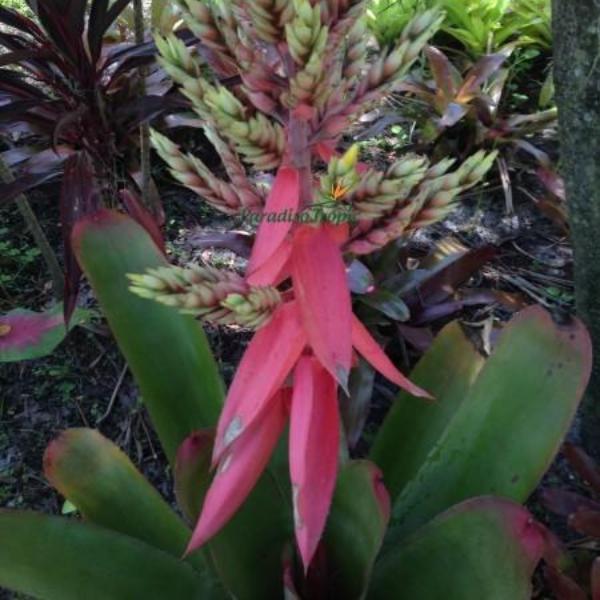 Aechmea 'Little Harv' - Bromeliad Paradise