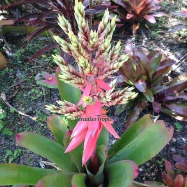 Aechmea 'Little Harv' - Bromeliad Paradise
