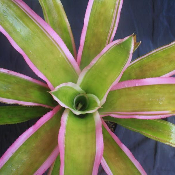 Aechmea lueddemanniana 'Mend' | Bromeliad Paradise