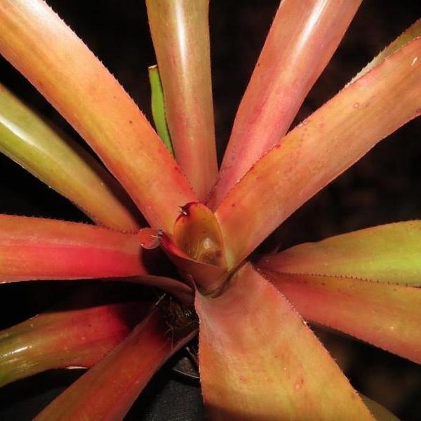 Aechmea mulfordii 'Bronze' Bromeliad Paradise