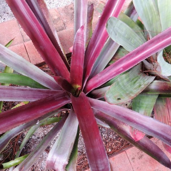 Aechmea mulfordii 'Malva' - Bromeliad Paradise