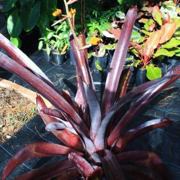 Aechmea mulfordii 'Malva' - Bromeliad Paradise