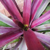 Aechmea mulfordii 'Malva' | Bromeliad Paradise