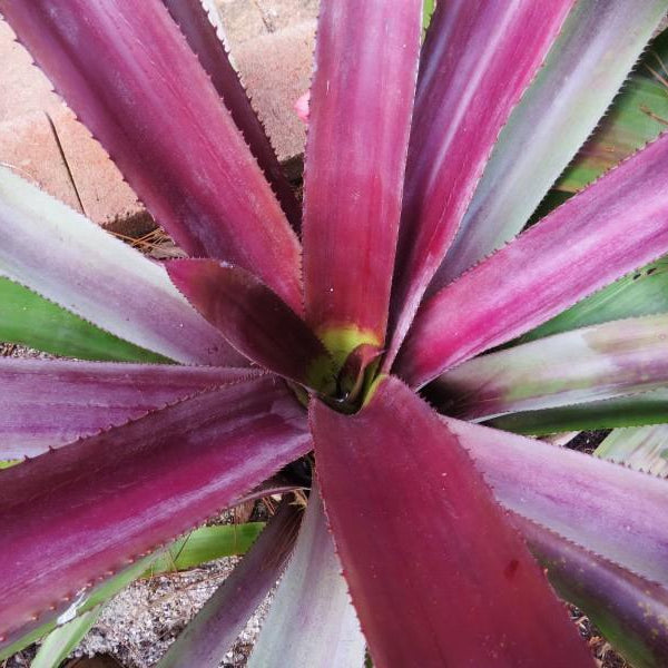 Aechmea mulfordii 'Malva' - Bromeliad Paradise