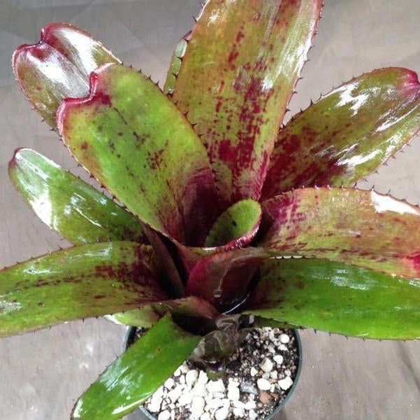 Aechmea nudicaulis cv. 'Parana' - Bromeliad Paradise