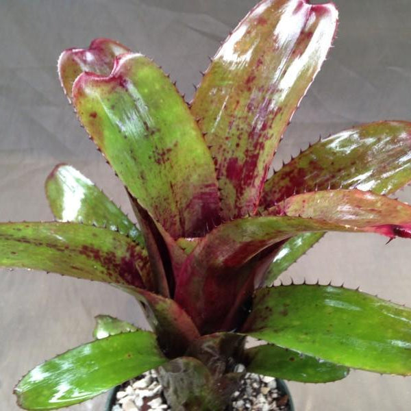 Aechmea Nudicaulis Rubra Bromeliad - Live Tropical Pup Plant - Medium Size - Indoor/Outdoor