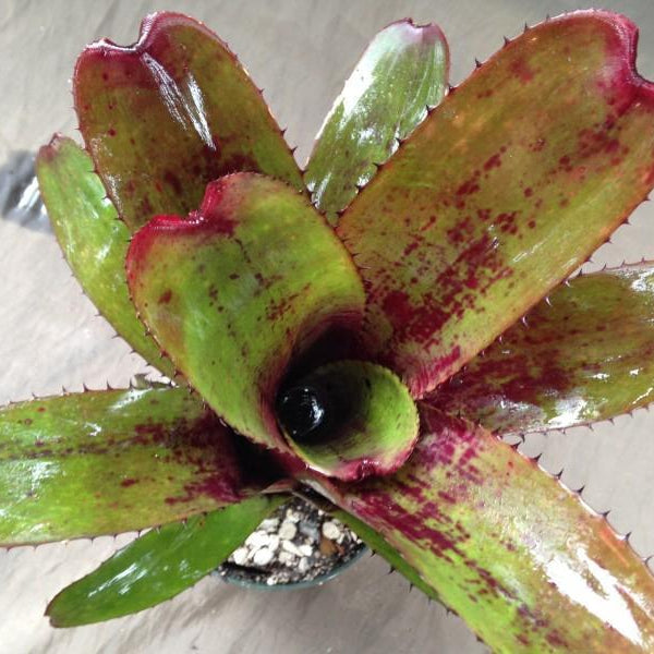 Aechmea nudicaulis cv. 'Parana' | Bromeliad Paradise