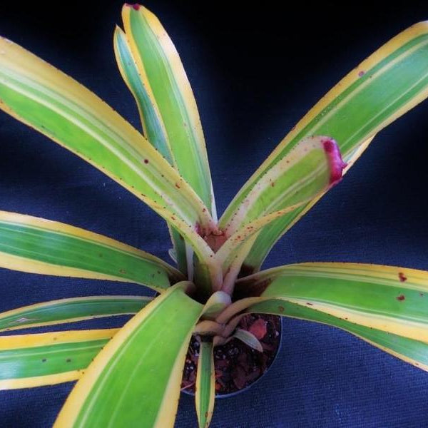 Aechmea nudicaulis 'Flavomarginata' | Bromeliad Paradise