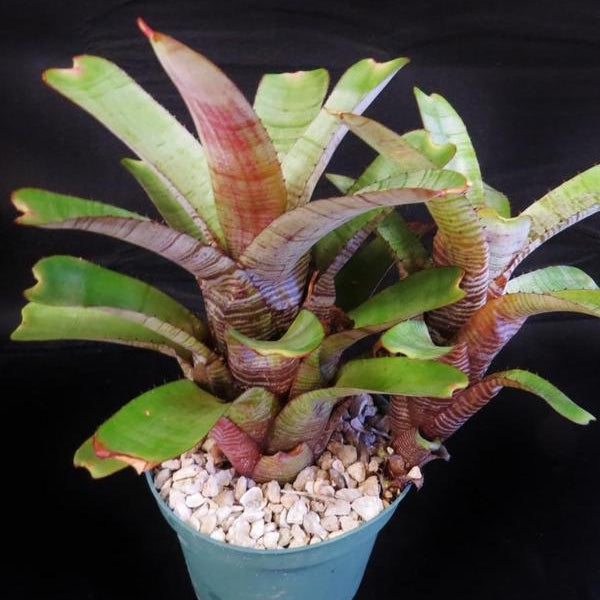 Aechmea nudicaulis 'Parati' | Bromeliad Paradise