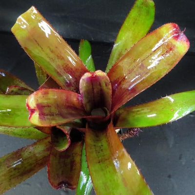 Aechmea nudicaulis 'Red' | Bromeliad Paradise