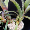 Aechmea nudicaulis 'Silver Streak' | Bromeliad Paradise