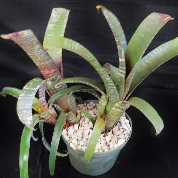 ブロメリア・エアープランツ Aechmea 'Silver Streak Nudicaulis' A0162 Aechmea nudicaulis 'Silver Streak' - Bromeliad Paradise