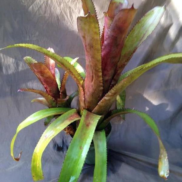 Aechmea nudicaulis X triangularis - Bromeliad Paradise
