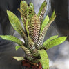 Aechmea orlandiana | Bromeliad Paradise