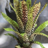 Aechmea orlandiana | Bromeliad Paradise