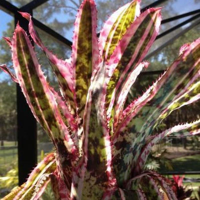 Aechmea orlandiana 'Ensign' - Bromeliad Paradise