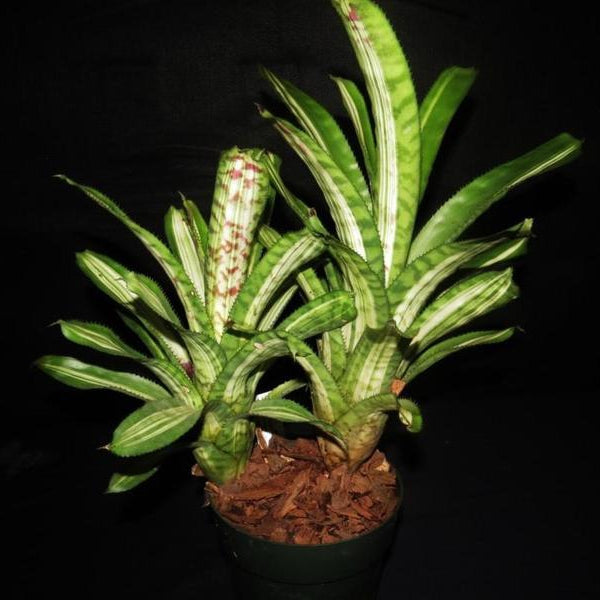 ブロメリア・エアープランツ Aechmea Orlandiana Ensign Reverse Aechmea orlandiana 'Ensign' (reverse) - Bird Rock Tropicals