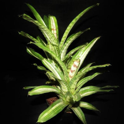 Aechmea orlandiana 'Reverse Ensign' | Bromeliad Paradise