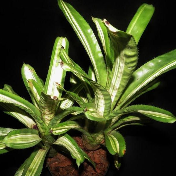 Aechmea orlandiana 'Reverse Ensign' - Bromeliad Paradise