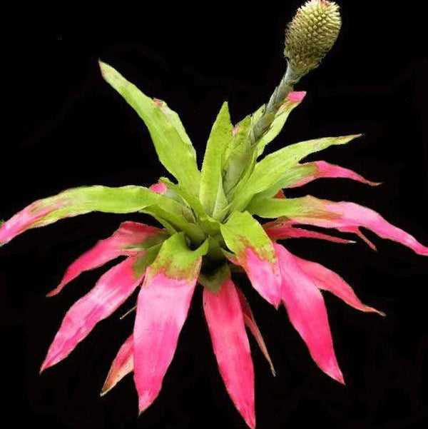 Aechmea pectinata | Bromeliad Paradise