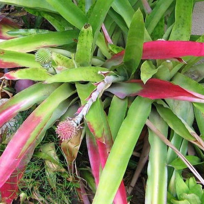 Aechmea pectinata | Bromeliad Paradise