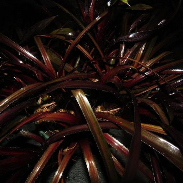 Aechmea 'Perez' | Bromeliad Paradise