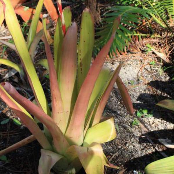 Aechmea pineliana 'Large Form #1' | Bromeliad Paradise