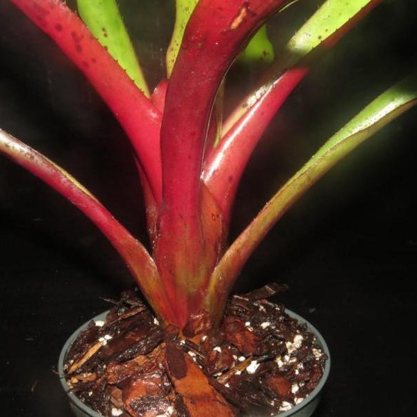 ブロメリア・エアープランツ Aechmea Bracteata Red Bromeliad Silver Vase {aechmea Bracteata} Flowering